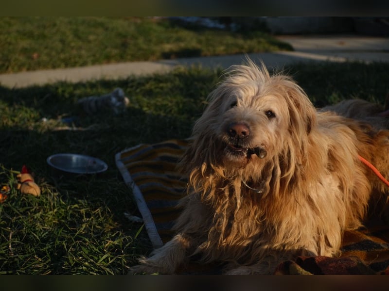Messi, ein Hund mit viel Potential