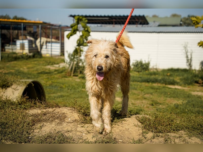 Messi, ein Hund mit viel Potential