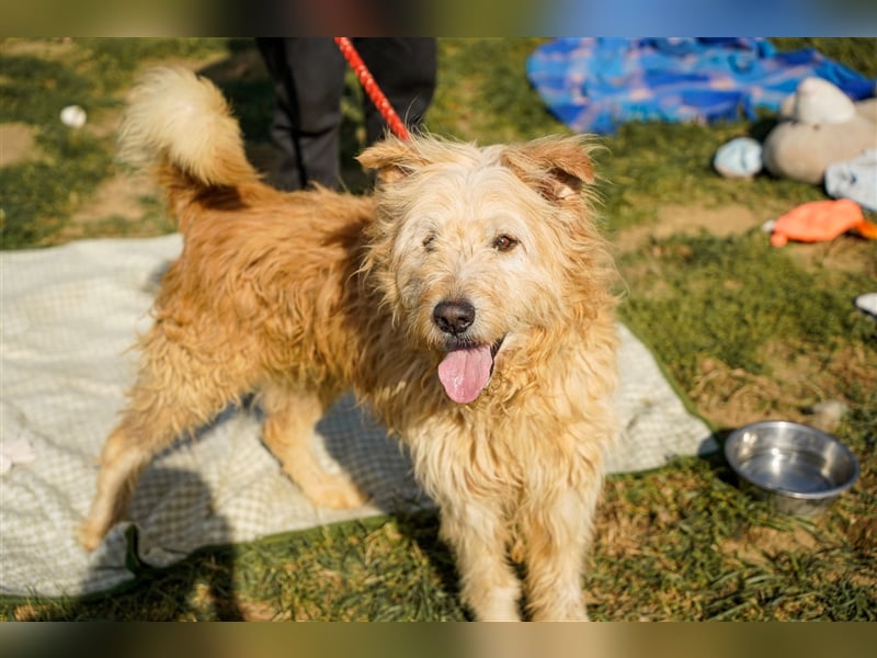 Messi, ein Hund mit viel Potential