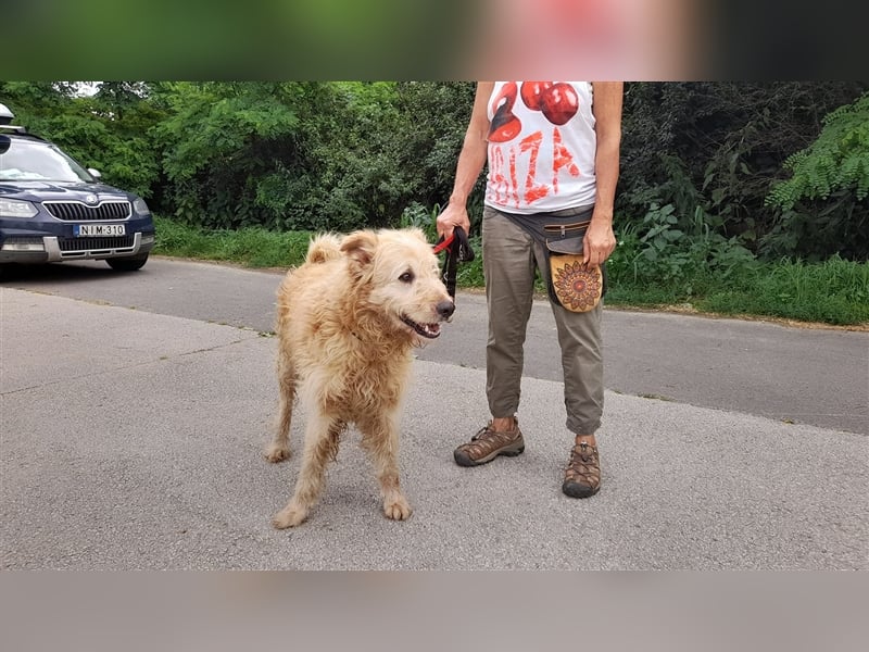 Messi, ein Hund mit viel Potential