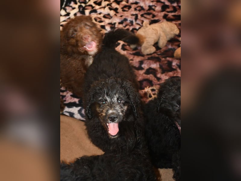 Drei zauberhafte Bernedoodle Welpen suchen liebe Familien