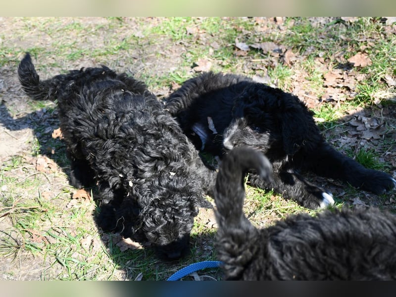 Drei zauberhafte Bernedoodle Welpen suchen liebe Familien