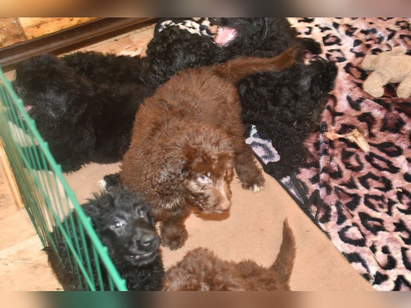 Drei zauberhafte Bernedoodle Welpen suchen liebe Familien