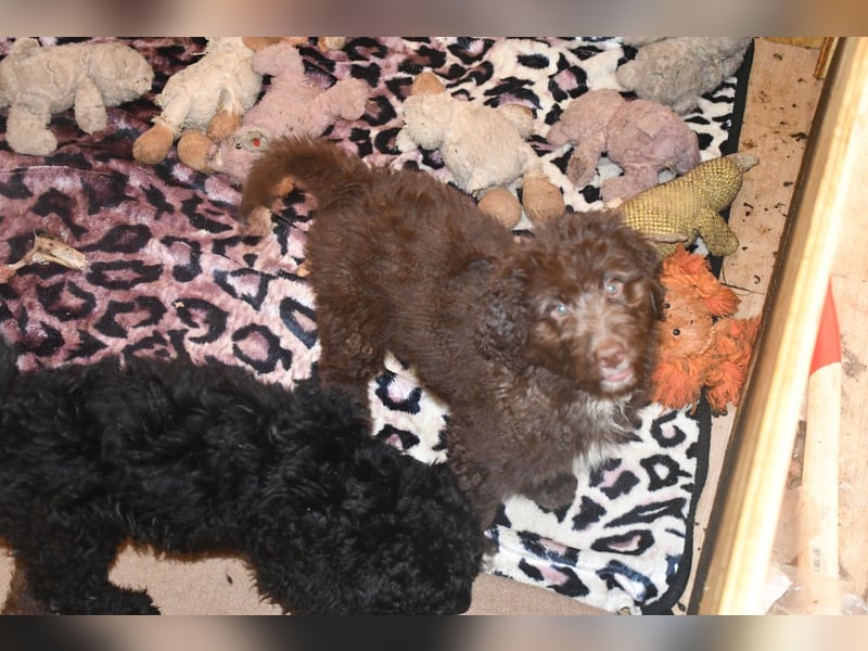 Drei zauberhafte Bernedoodle Welpen suchen liebe Familien
