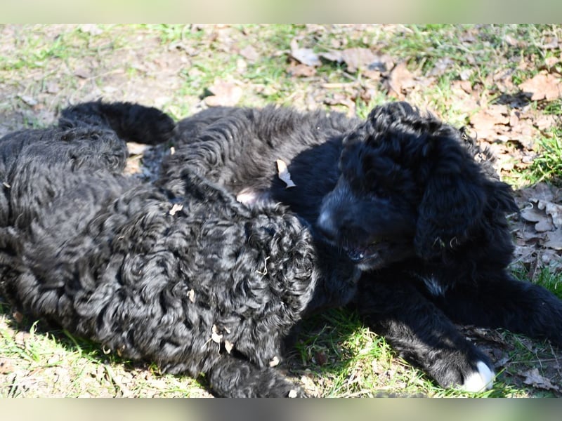 Drei zauberhafte Bernedoodle Welpen suchen liebe Familien