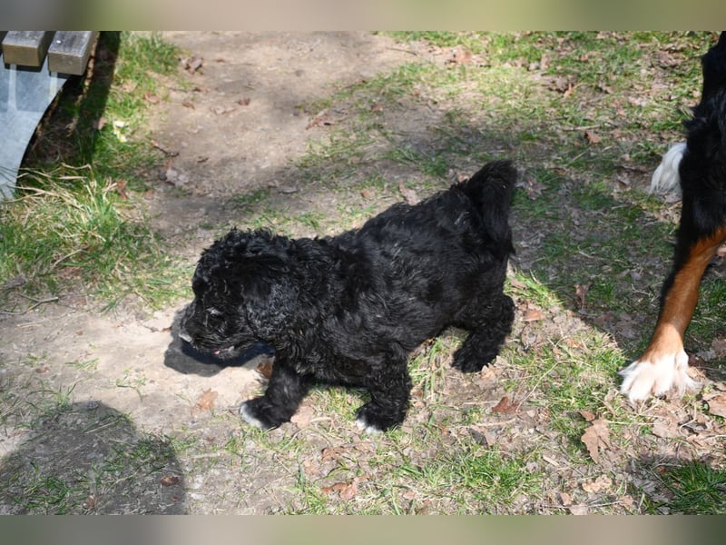 Drei zauberhafte Bernedoodle Welpen suchen liebe Familien