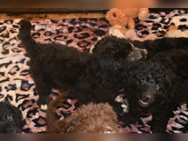 Drei zauberhafte Bernedoodle Welpen suchen liebe Familien