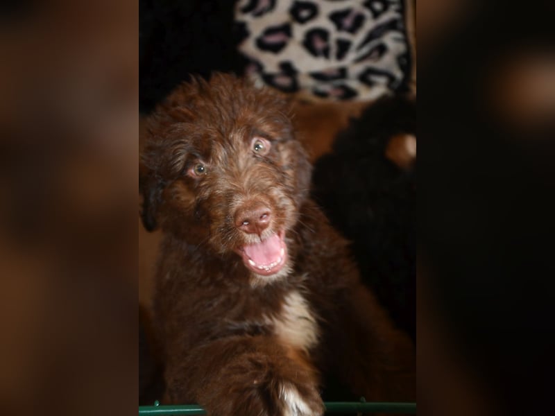 Drei zauberhafte Bernedoodle Welpen suchen liebe Familien