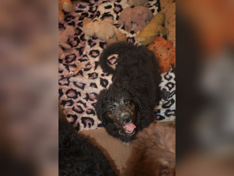 Drei zauberhafte Bernedoodle Welpen suchen liebe Familien