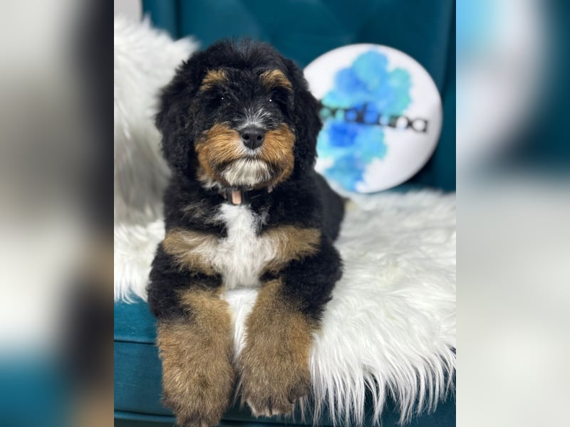 Bernedoodle