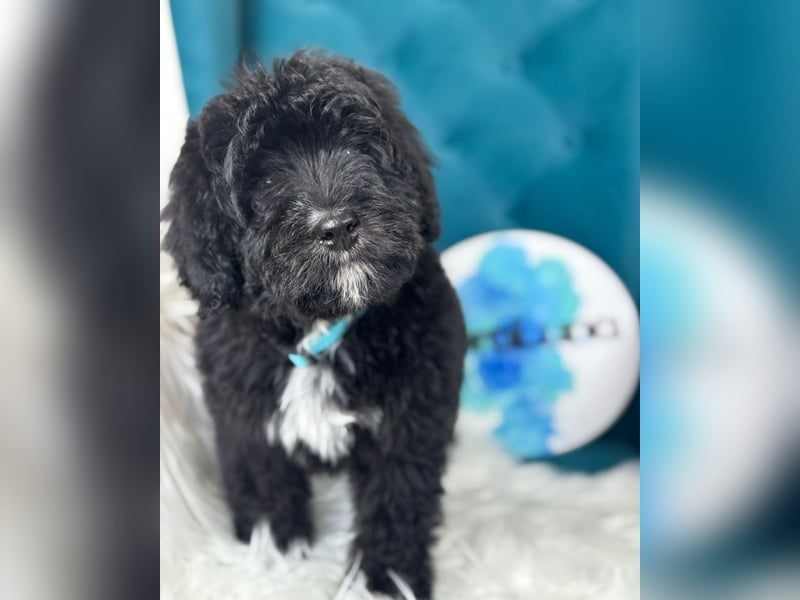 Bernedoodle