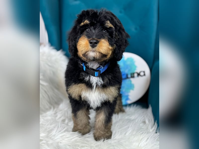 Bernedoodle