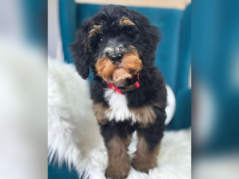 Bernedoodle