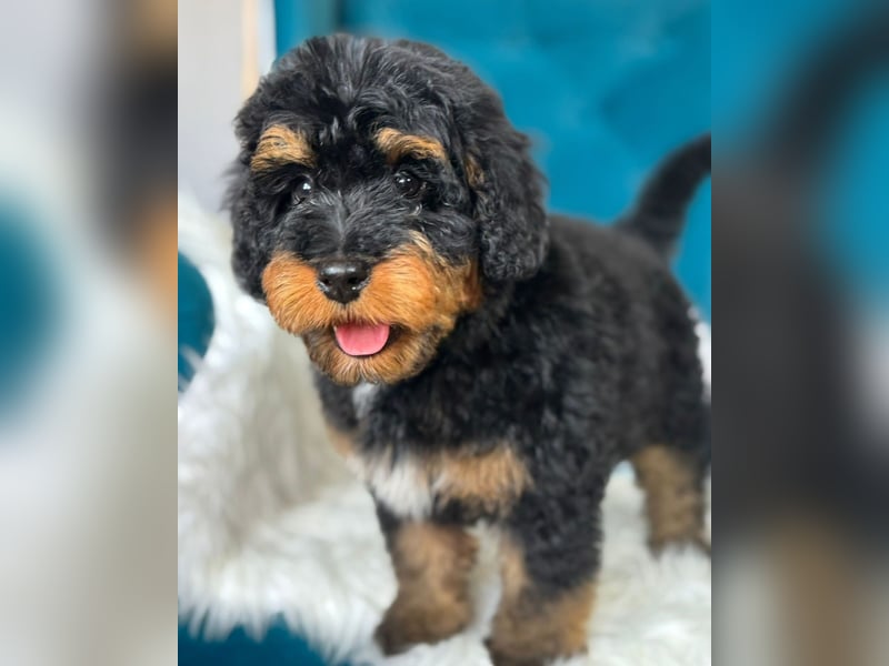 Bernedoodle