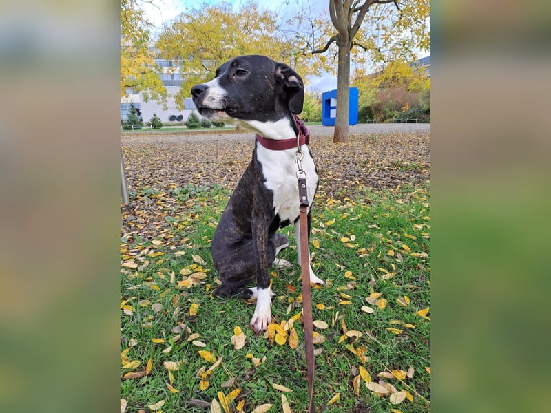 Cane corso x dogo argentino