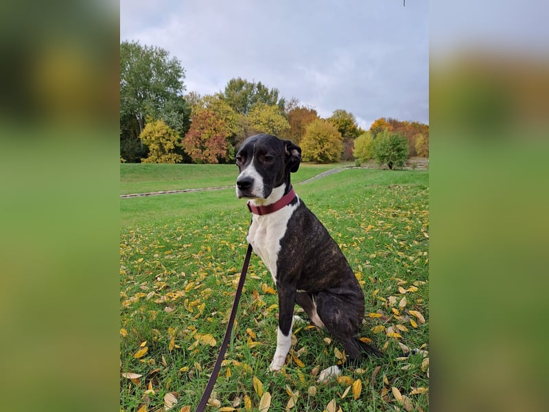 Cane corso x dogo argentino