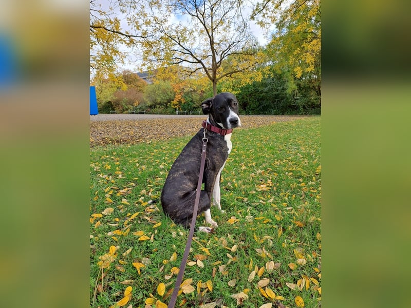 Cane corso x dogo argentino