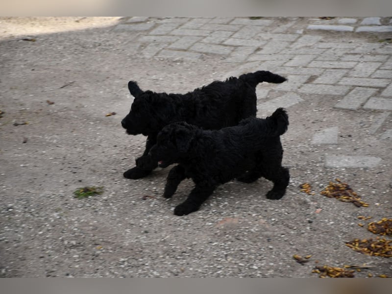 Zwei zauberhafte Bernedoodle Welpen (1m, 1w) suchen liebe Familien