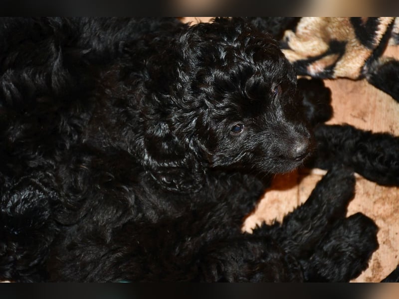 Zwei zauberhafte Bernedoodle Welpen (1m, 1w) suchen liebe Familien