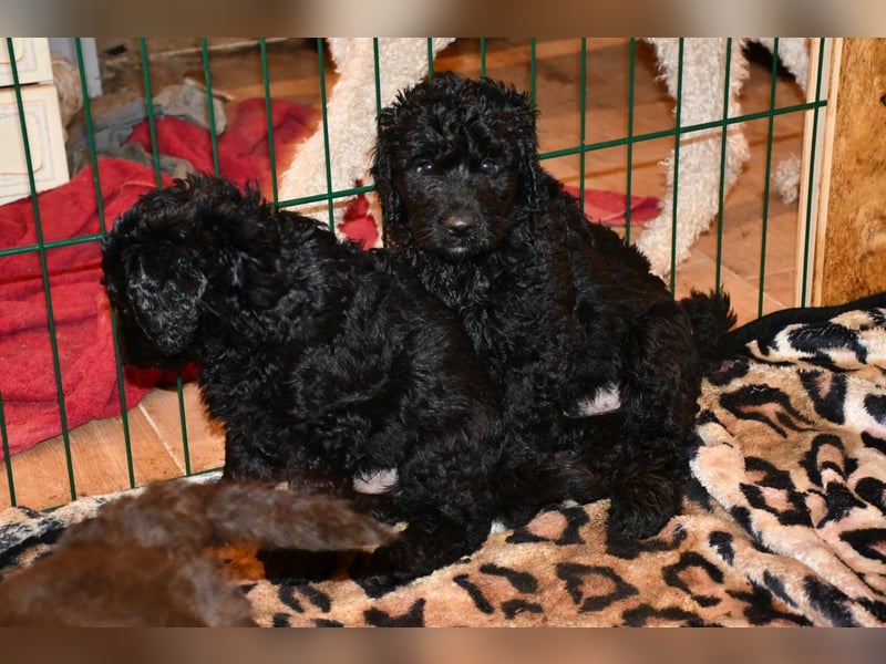 Zwei zauberhafte Bernedoodle Welpen (1m, 1w) suchen liebe Familien