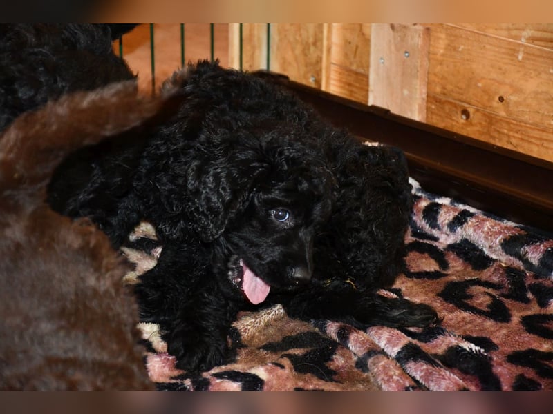 Zwei zauberhafte Bernedoodle Welpen (1m, 1w) suchen liebe Familien