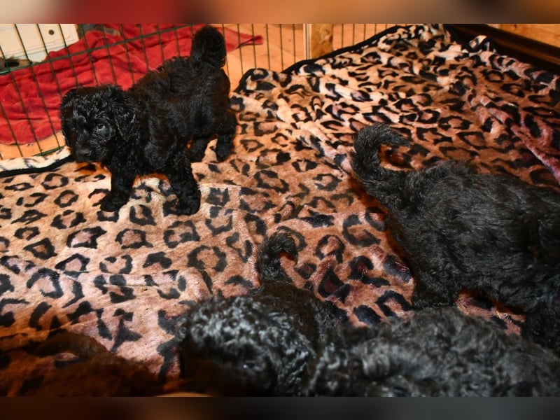 Zwei zauberhafte Bernedoodle Welpen (1m, 1w) suchen liebe Familien