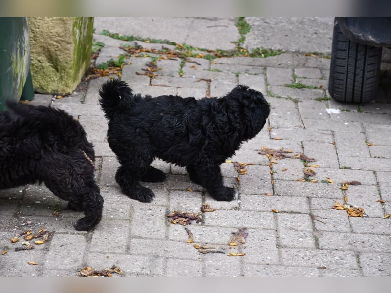 Zwei zauberhafte Bernedoodle Welpen (1m, 1w) suchen liebe Familien