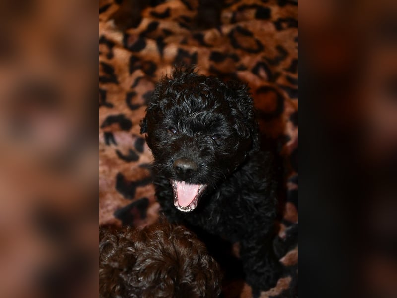 Zwei zauberhafte Bernedoodle Welpen (1m, 1w) suchen liebe Familien