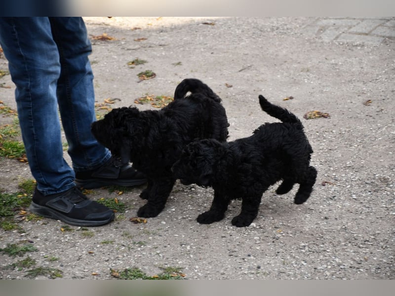 Zwei zauberhafte Bernedoodle Welpen (1m, 1w) suchen liebe Familien