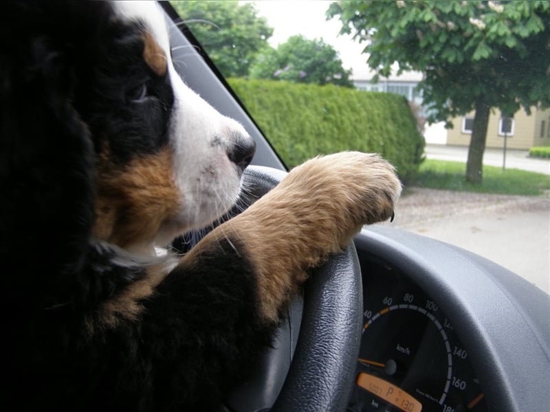 Berner-Sennenhunde Welpen Wurfankündigung 2025