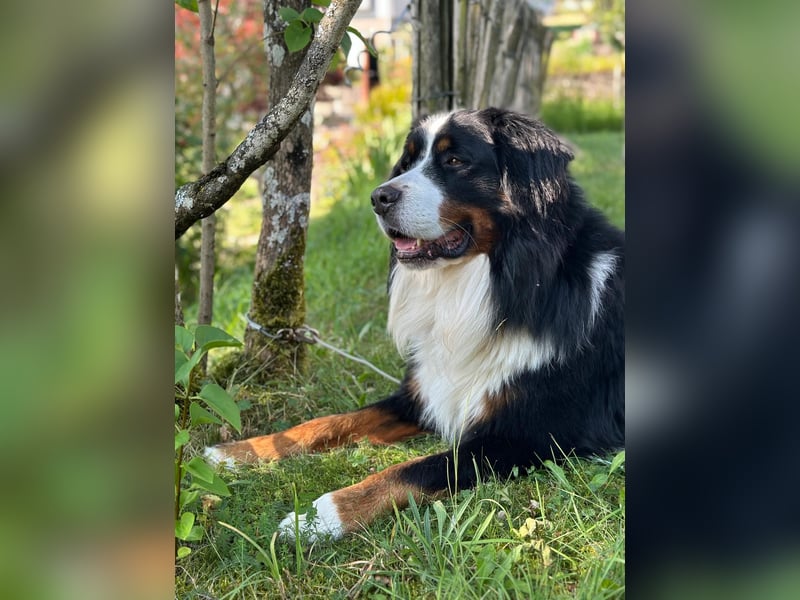 Wundervoller Familienhund Charly sucht ein liebevolles neues Zuhause 