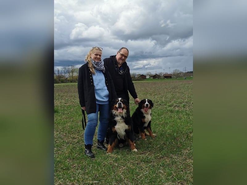 Wurfankündigung Reinrassige Berner Sennen Babys