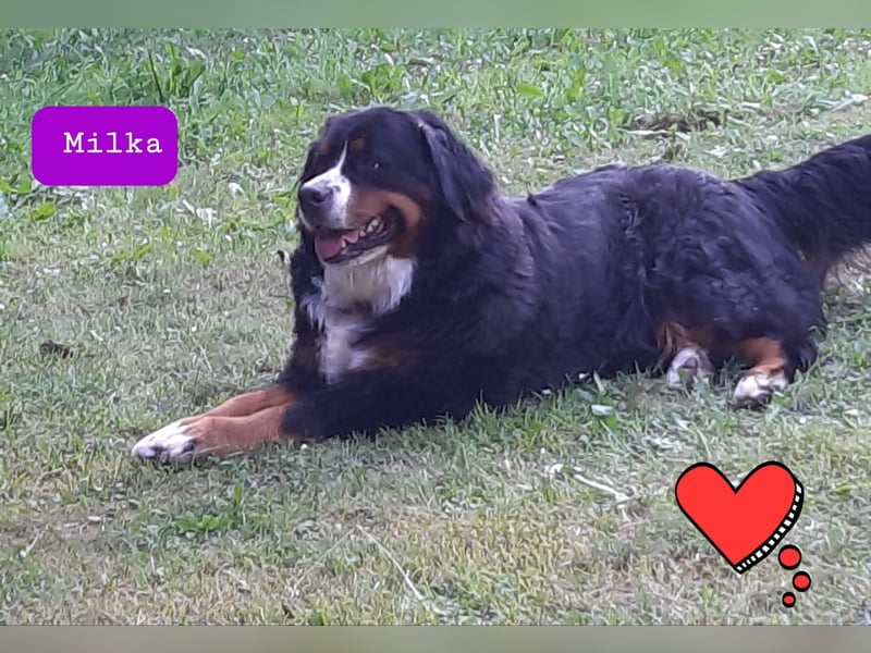 Wurfankündigung Reinrassige Berner Sennen Babys