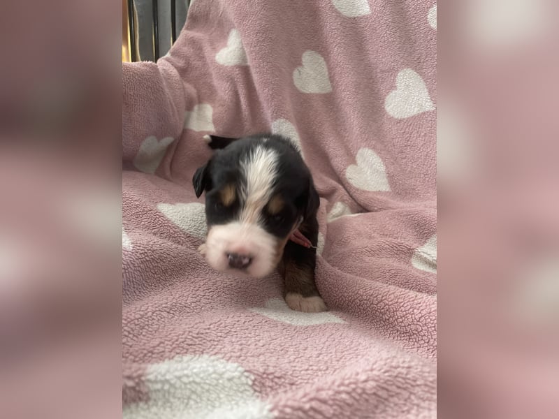 Wurfankündigung Reinrassige Berner Sennen Babys