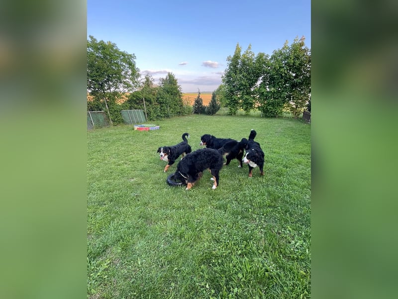 Wurfankündigung Reinrassige Berner Sennen Babys