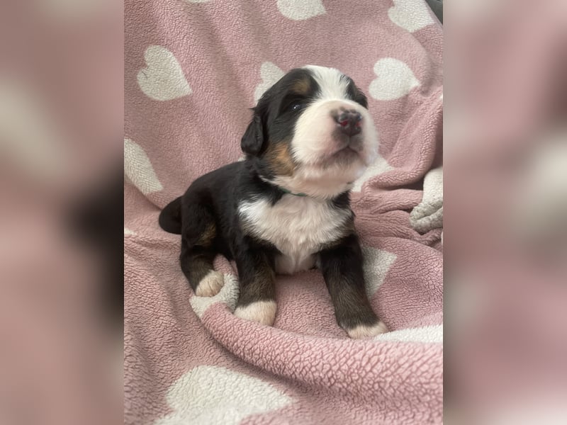 Wurfankündigung Reinrassige Berner Sennen Babys