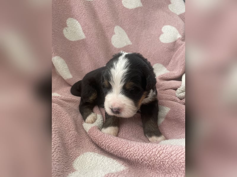 Wurfankündigung Reinrassige Berner Sennen Babys