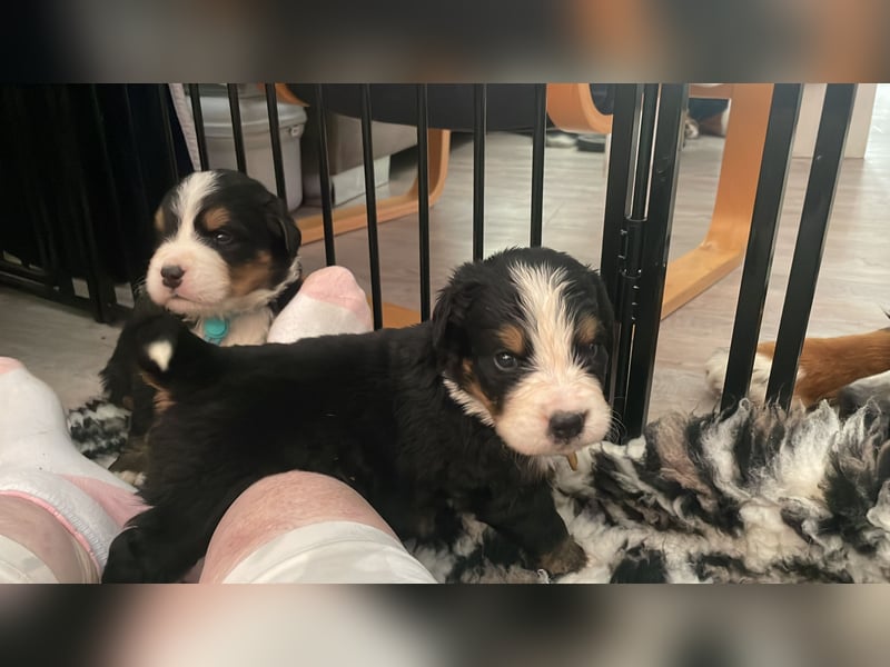 Reinrassige Berner Sennen Babys