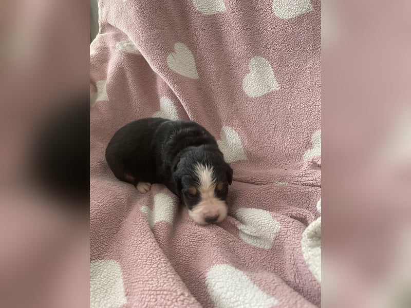 Wurfankündigung Reinrassige Berner Sennen Babys