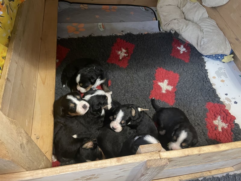 Reinrassige Berner Sennen Babys