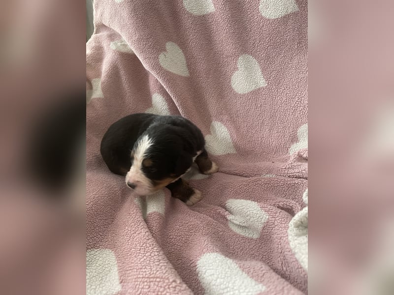 Wurfankündigung Reinrassige Berner Sennen Babys