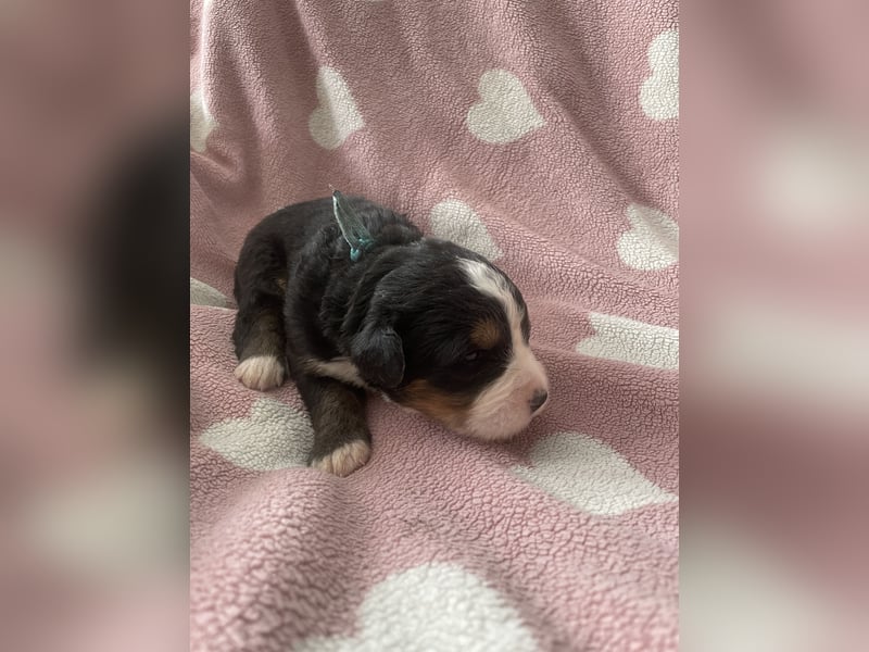 Wurfankündigung Reinrassige Berner Sennen Babys
