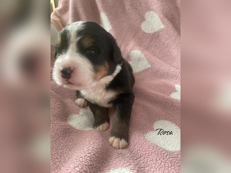 Wurfankündigung Reinrassige Berner Sennen Babys