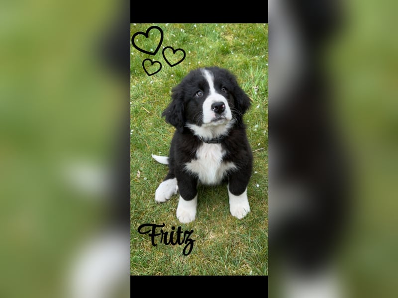 Bernersennen / Landseer Mix Welpen