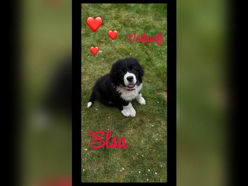 Bernersennen / Landseer Mix Welpen