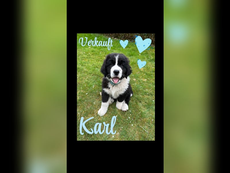 Bernersennen / Landseer Mix Welpen