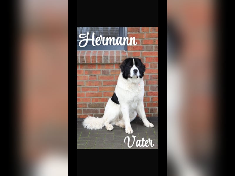 Bernersennen / Landseer Mix Welpen