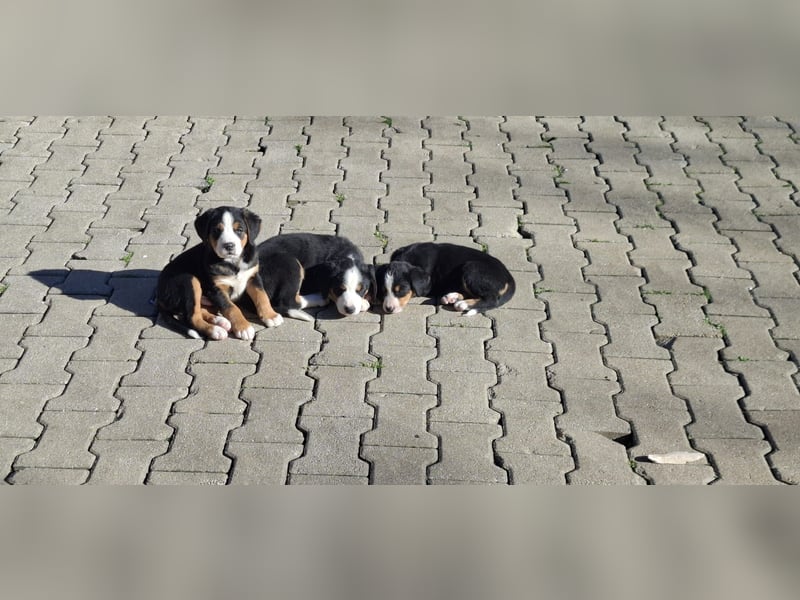 Bernersennenbeaglemix