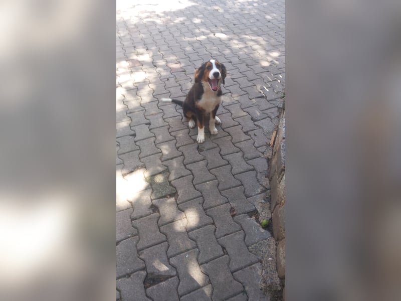 Bernersennenbeaglemix