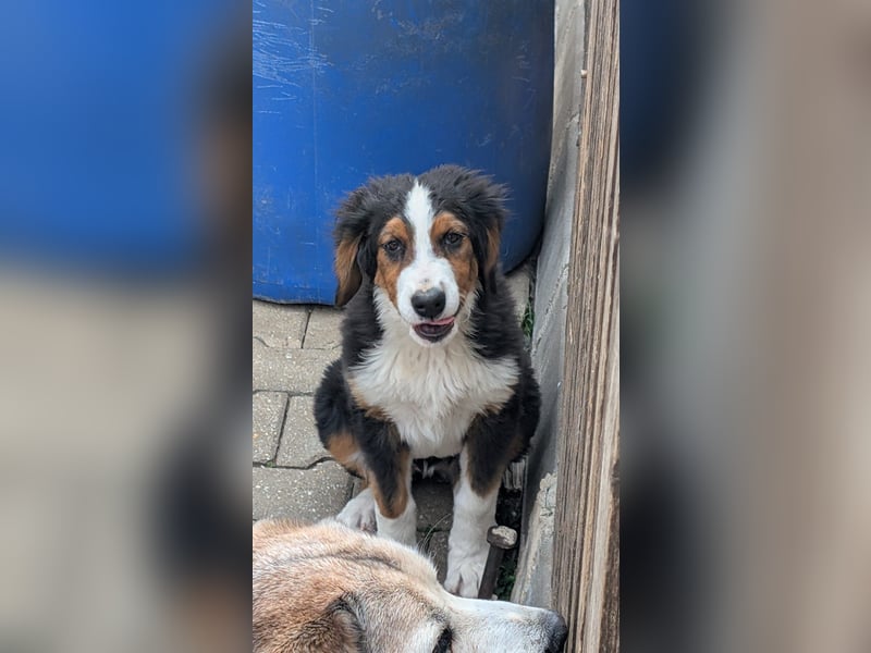 Bernersennenbeaglemix